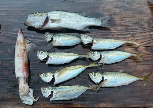 マアジの釣果