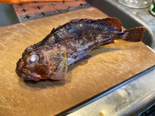カサゴの釣果