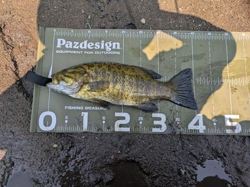 スモールマウスバスの釣果