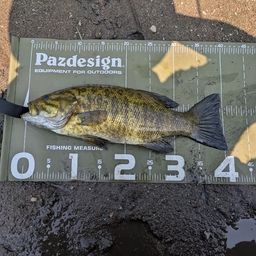 スモールマウスバス