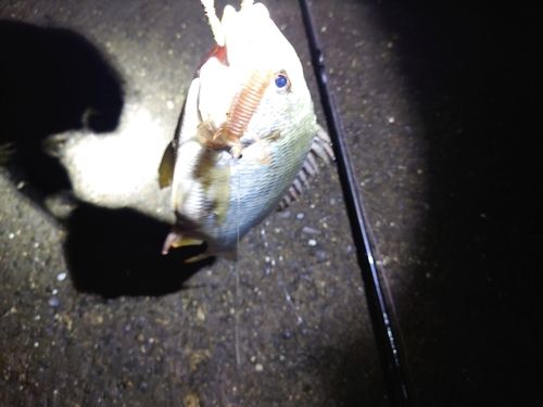 キビレの釣果