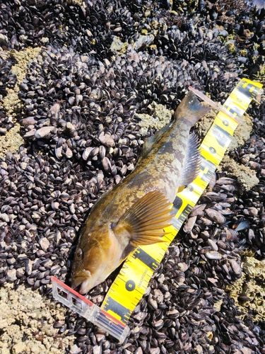 アブラコの釣果