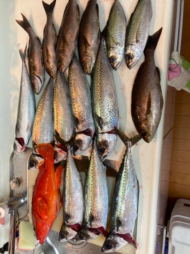 アカハタの釣果