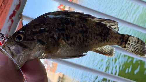 シマゾイの釣果