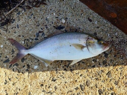 ネリゴの釣果