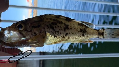 シマゾイの釣果
