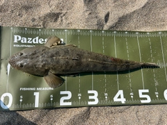 マゴチの釣果
