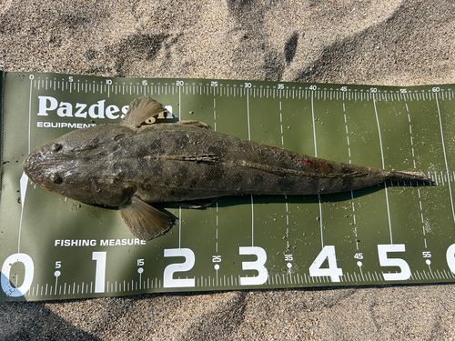 マゴチの釣果