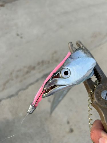 タチウオの釣果