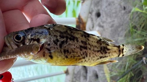 シマゾイの釣果