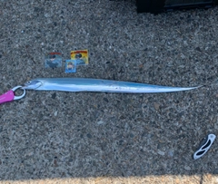 タチウオの釣果