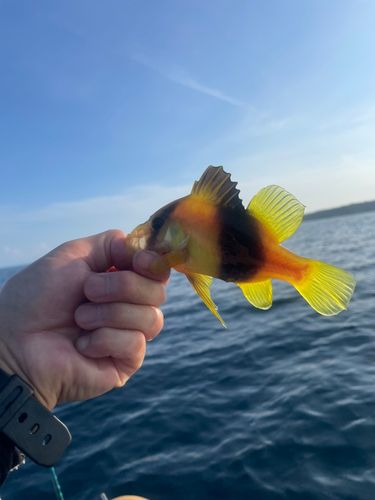 釣果