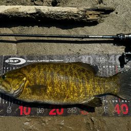 スモールマウスバス