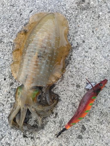 イカの釣果