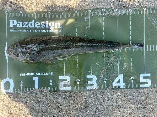 マゴチの釣果