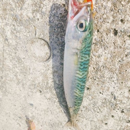 サバの釣果