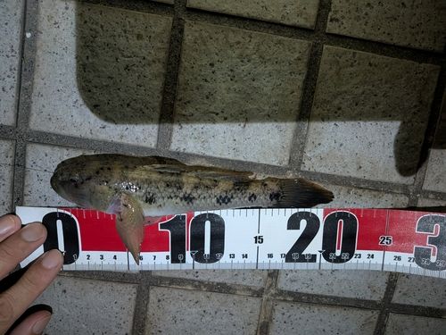 ウロハゼの釣果
