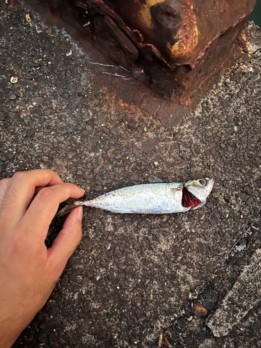 サバの釣果