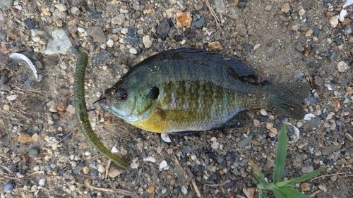 ブルーギルの釣果