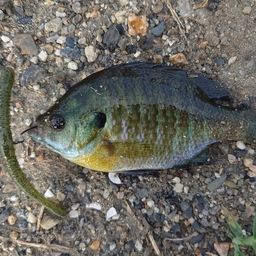 ブルーギル