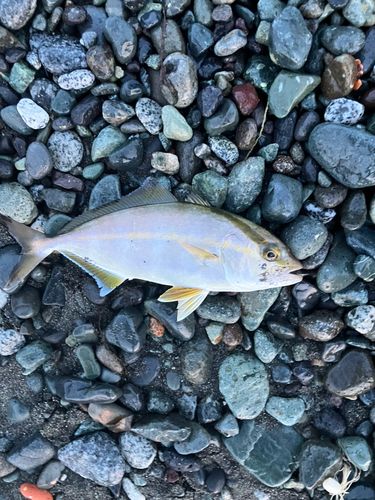 ショゴの釣果