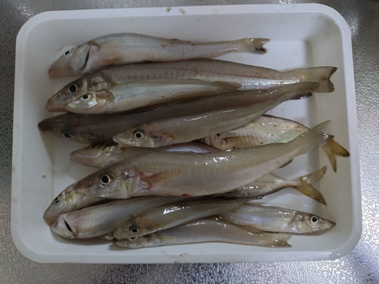 シロギス