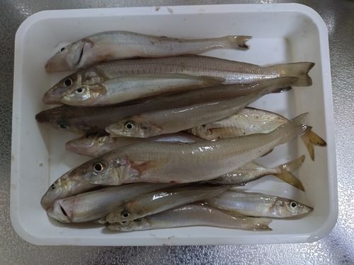 シロギスの釣果
