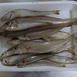 シロギス