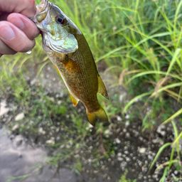 スモールマウスバス