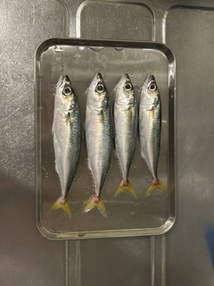サバの釣果