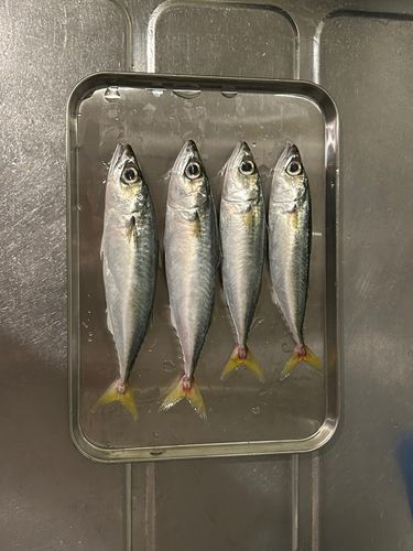 サバの釣果