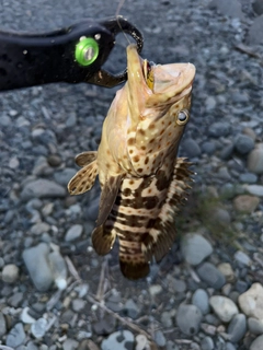 アカハタの釣果