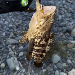アカハタ