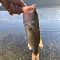 ラージマウスバス