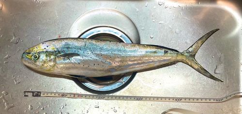 シイラの釣果