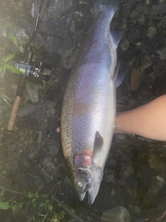 ニジマスの釣果