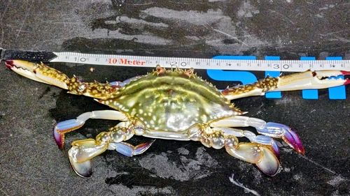 ガザミの釣果