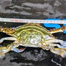 ガザミ