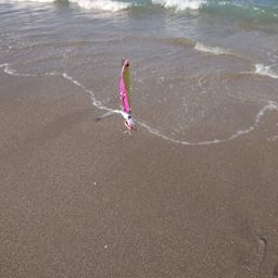 カタクチイワシ