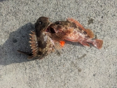 アラカブの釣果