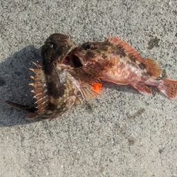 アラカブ