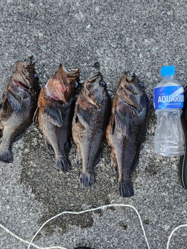ムラソイの釣果