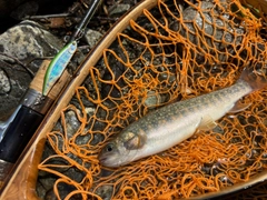 イワナの釣果