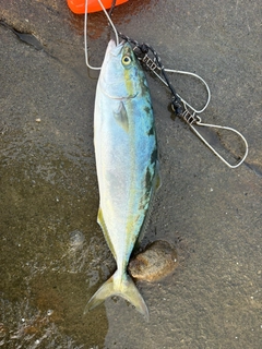 イナダの釣果