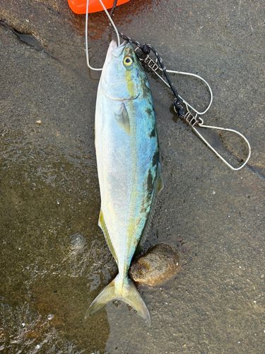 イナダの釣果
