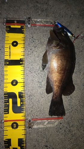 シロメバルの釣果