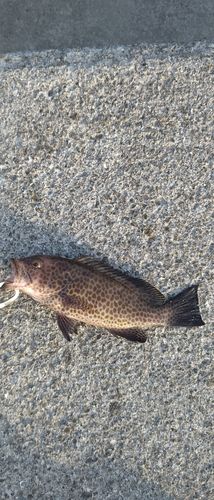 オオモンハタの釣果