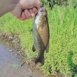 スモールマウスバス