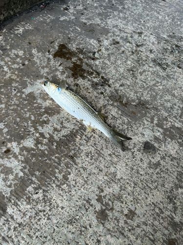 ボラの釣果