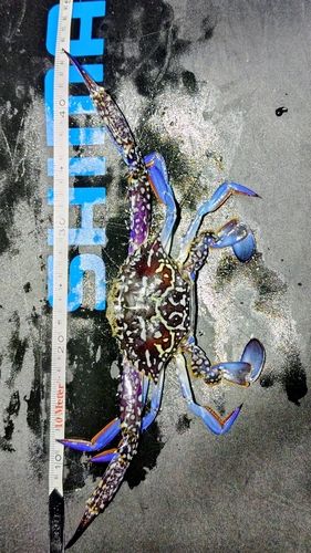 タイワンガザミの釣果